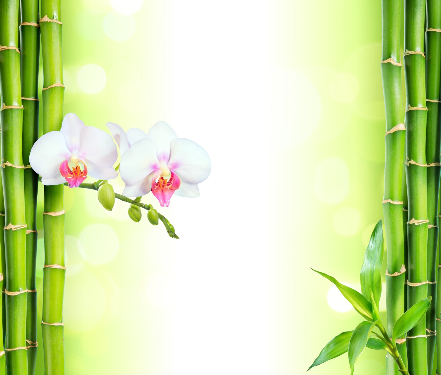 Duschrckwand Motiv Orchidee mit Bambus