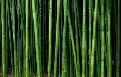 bambusstile