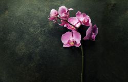 rosa-orchidee