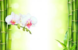 orchidee-mit-bambus